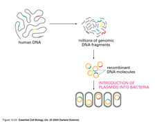 genomic library genomic library