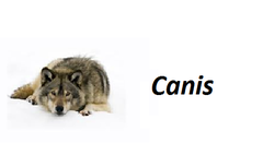 genus genus
