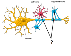 glial cells glial cells