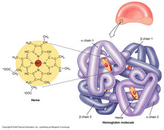Globular Proteins Globular Proteins