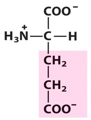 Glutamic acid Glutamic acid