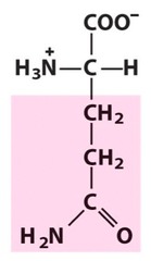 Glutamine Glutamine