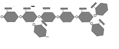glycogen glycogen