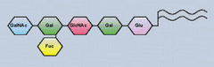 glycolipids glycolipids