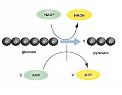 glycolosis glycolosis