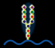 glycoprotein glycoprotein