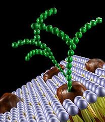 glycoproteins glycoproteins