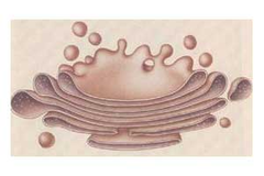 Golgi apparatus Golgi apparatus