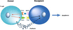 graft versus host reaction graft versus host reaction