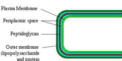 Gram-negative bacteria Gram-negative bacteria
