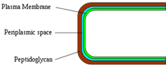 Gram-positive bacteria Gram-positive bacteria