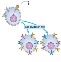 growth factors growth factors