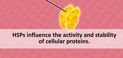 heat-shock proteins heat-shock proteins