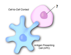 helper T cells helper T cells