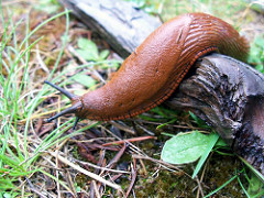 Hermaphrodite Hermaphrodite