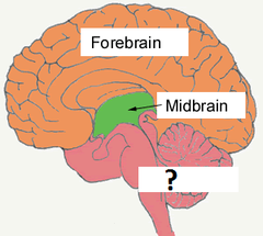 hindbrain hindbrain