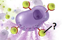 histamine histamine