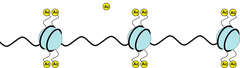 histone acetylation histone acetylation