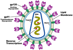 HIV (human immunodeficiency virus) HIV (human immunodeficiency virus)