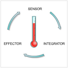 homeostasis homeostasis