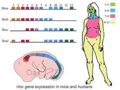homeotic genes homeotic genes