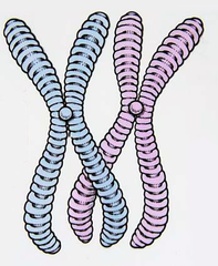 homologous chromosomes homologous chromosomes