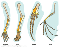 homologous structures homologous structures