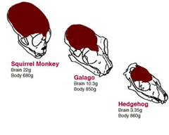 homology homology