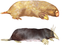 homoplasies homoplasies