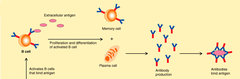 humoral immune response humoral immune response