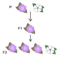 hybridization hybridization
