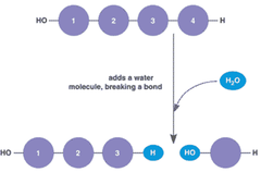 hydrolysis hydrolysis