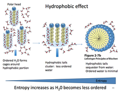 Hydrophobic Effect Hydrophobic Effect