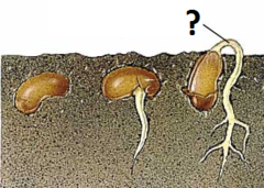 hypocotyl hypocotyl