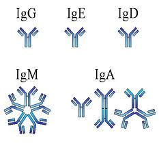 immunoglobulins immunoglobulins