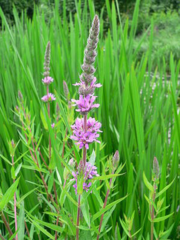 inflorescence inflorescence