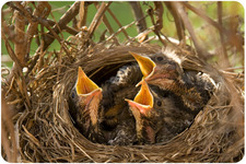 innate behavior innate behavior
