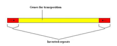 insertion sequence insertion sequence