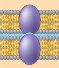 intercellular joining intercellular joining