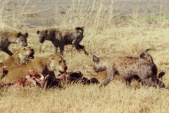 interspecific competition interspecific competition