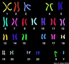 karyotype karyotype