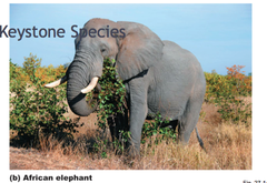 keystone species keystone species