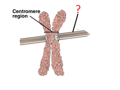 kinetochore microtubules kinetochore microtubules