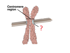 kinetochore kinetochore