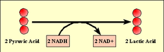 lactic acid fermetation lactic acid fermetation