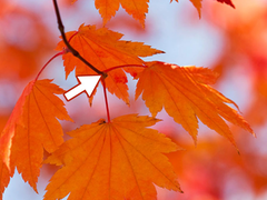 leaf abscission leaf abscission
