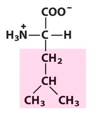 Leucine Leucine