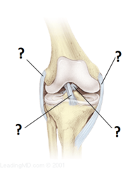 ligaments ligaments