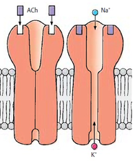ligand-gated ion channel ligand-gated ion channel
