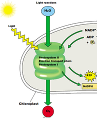 light reaction light reaction